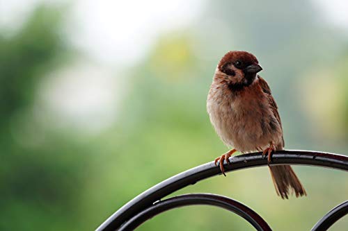 Sony SEL70350G Alpha 70-350mm F4.5-6.3 G OSS Super-Telephoto APS-C Lens