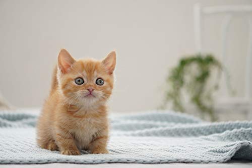 Sony SEL70350G Alpha 70-350mm F4.5-6.3 G OSS Super-Telephoto APS-C Lens