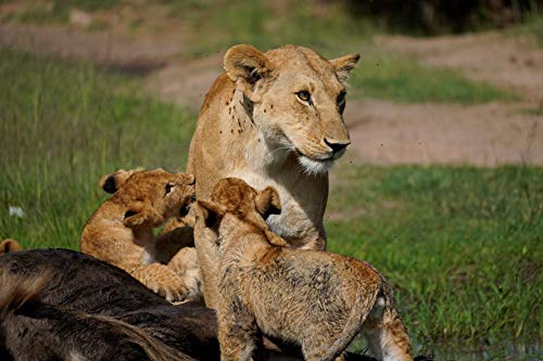 Sony SEL70350G Alpha 70-350mm F4.5-6.3 G OSS Super-Telephoto APS-C Lens