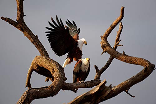 Sony SEL70350G Alpha 70-350mm F4.5-6.3 G OSS Super-Telephoto APS-C Lens