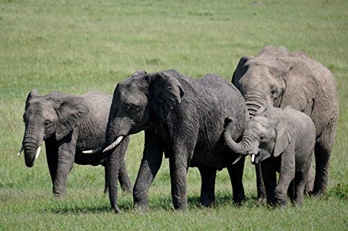 Sony SEL70350G Alpha 70-350mm F4.5-6.3 G OSS Super-Telephoto APS-C Lens