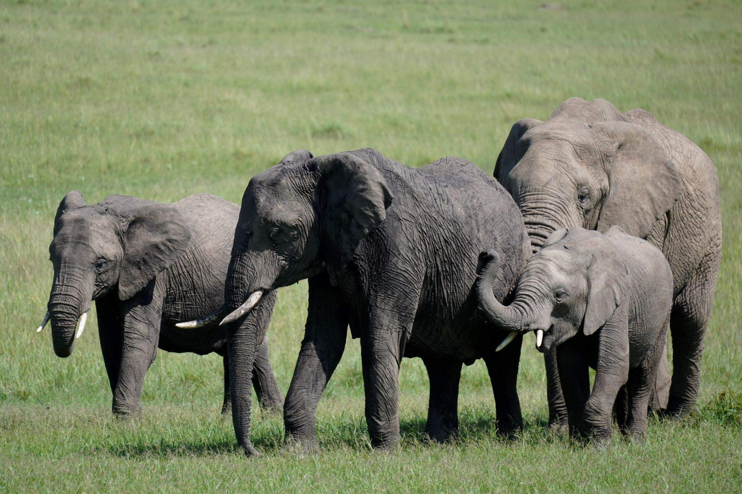 Sony SEL70350G Alpha 70-350mm F4.5-6.3 G OSS Super-Telephoto APS-C Lens